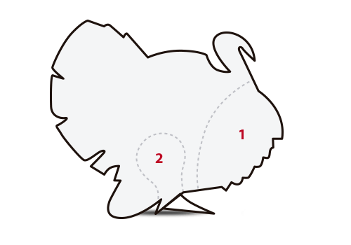 ilustración cortes pavo