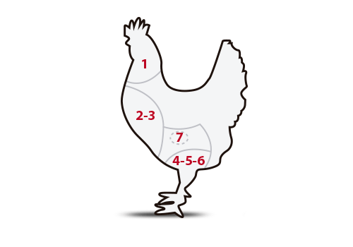 ilustración cortes pollo